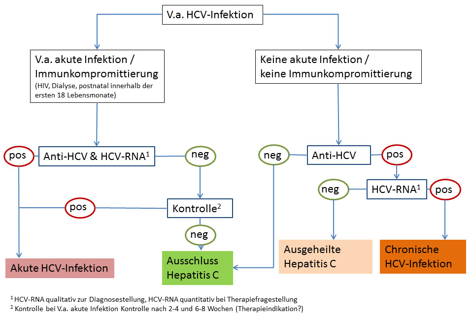 Hepatitis C Labor Augsburg Mvz Gmbh
